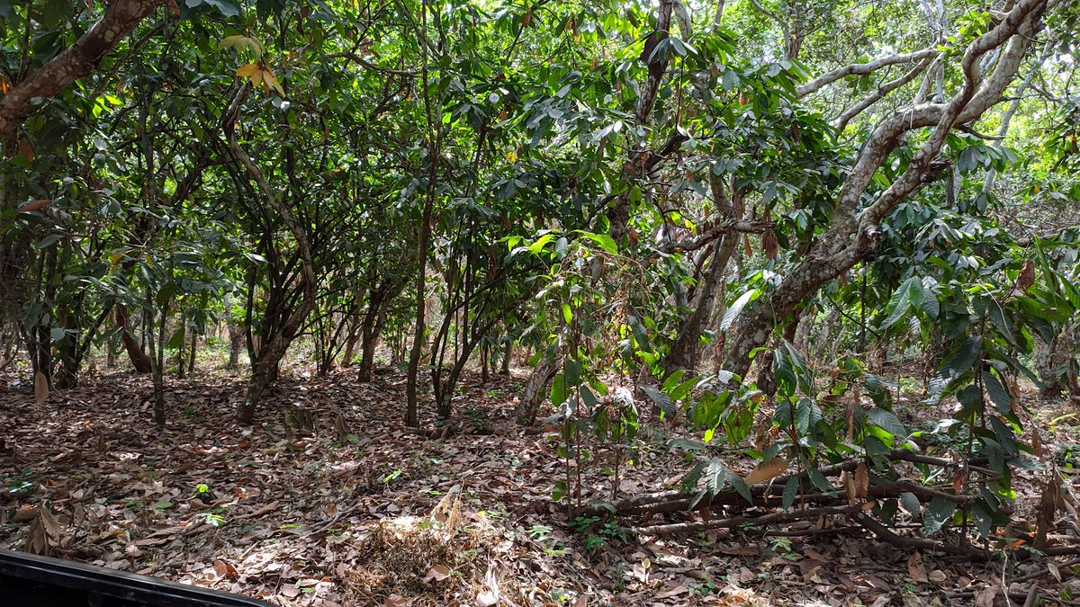 FAOCotedIvoire's tweet photo. #CIV: ouverture ce jeudi à Abidjan de la 3ème réunion ordinaire du comité de pilotage du projet #Promire mis en œuvre par la @FAOCotedIvoire et financé par le Fonds Vert pour le Climat. Objet de la réunion, évaluer l'état d'avancement du projet un an après son lancement officiel https://t.co/qOkrKbpCNe