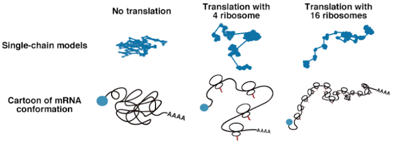 whoratz's tweet photo. How similar is #mRNA to a single polymer chain during translation❔What is the role of #Ribosomes  in there 🧶❓Here, we illustrate the differences in End-2End distance of diverse mRNA and discuss about how polymer modeling can be used to reproduce #smFISH exps. #compchem 1/2  ⬇️ https://t.co/qOGqA2WX8E