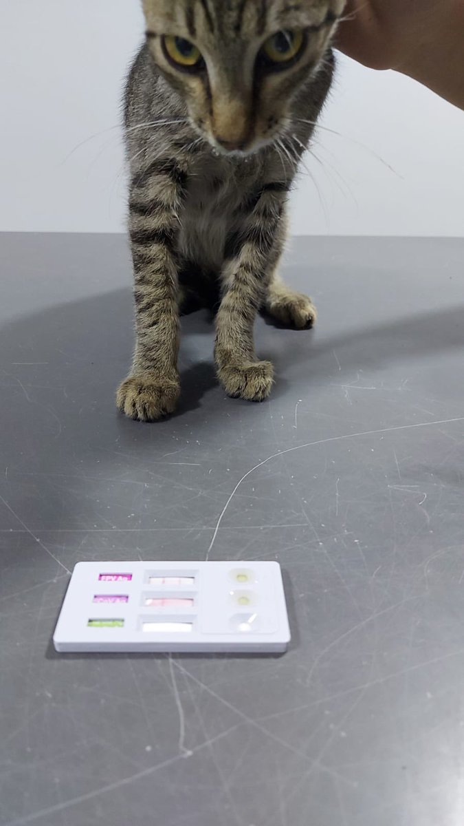 Kedi gençlik vede fiple savaşan 5 kedı yardımsız  elimiz kolumuz baglı hem gs ilacı hemde klınık gıderlerı iyice caresız bıraktı bızı paylasıp destek olurmusunuz belkı sesımızı bırılerı duyar