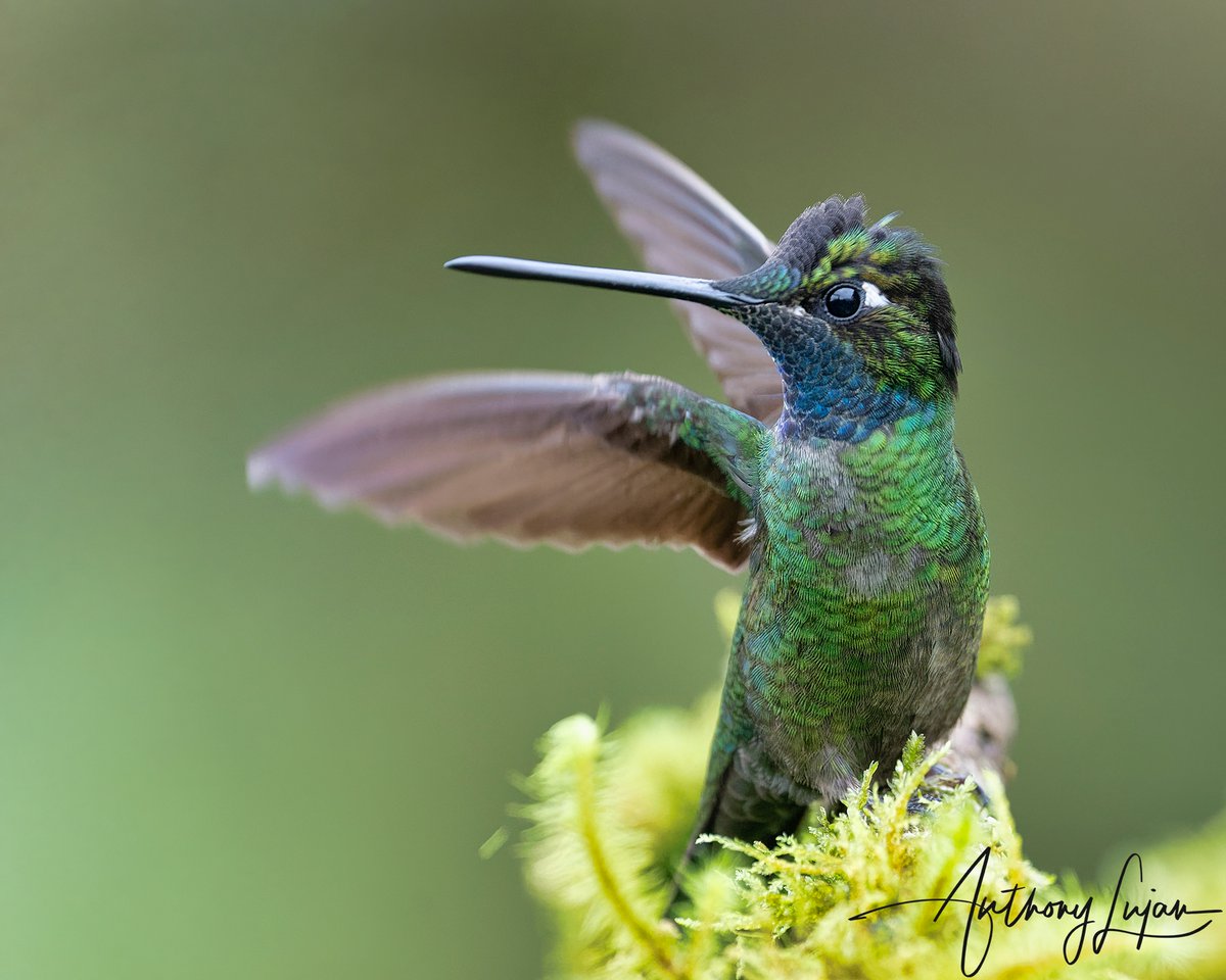 anthonylujan's tweet photo. The large strikingly handsome hummer is the Talamanca Hummingbird!
Costa Rica - 2021

#Talamancahummingbird #talamanca #hummingbird #kings_birds #nuts_about_birds #eye_spy_birds #earthcapture #nature #natgeoyourshot #naturephotography #natgeo #bbcearth #sony #wildlifephotogra... https://t.co/3X60TNfuNx