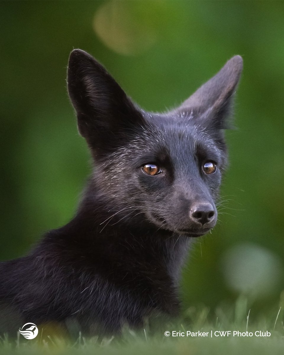 CWF_FCF's tweet image. 📣Calling all nature lovers &amp;amp; photographers!

The #ReflectionsofNature Photo Contest has officially begun, and we can’t wait to see what you have instore for this year! 👉ow.ly/CEPe50Kgh4k

📅Contest will run from  August 1st - October 31st.