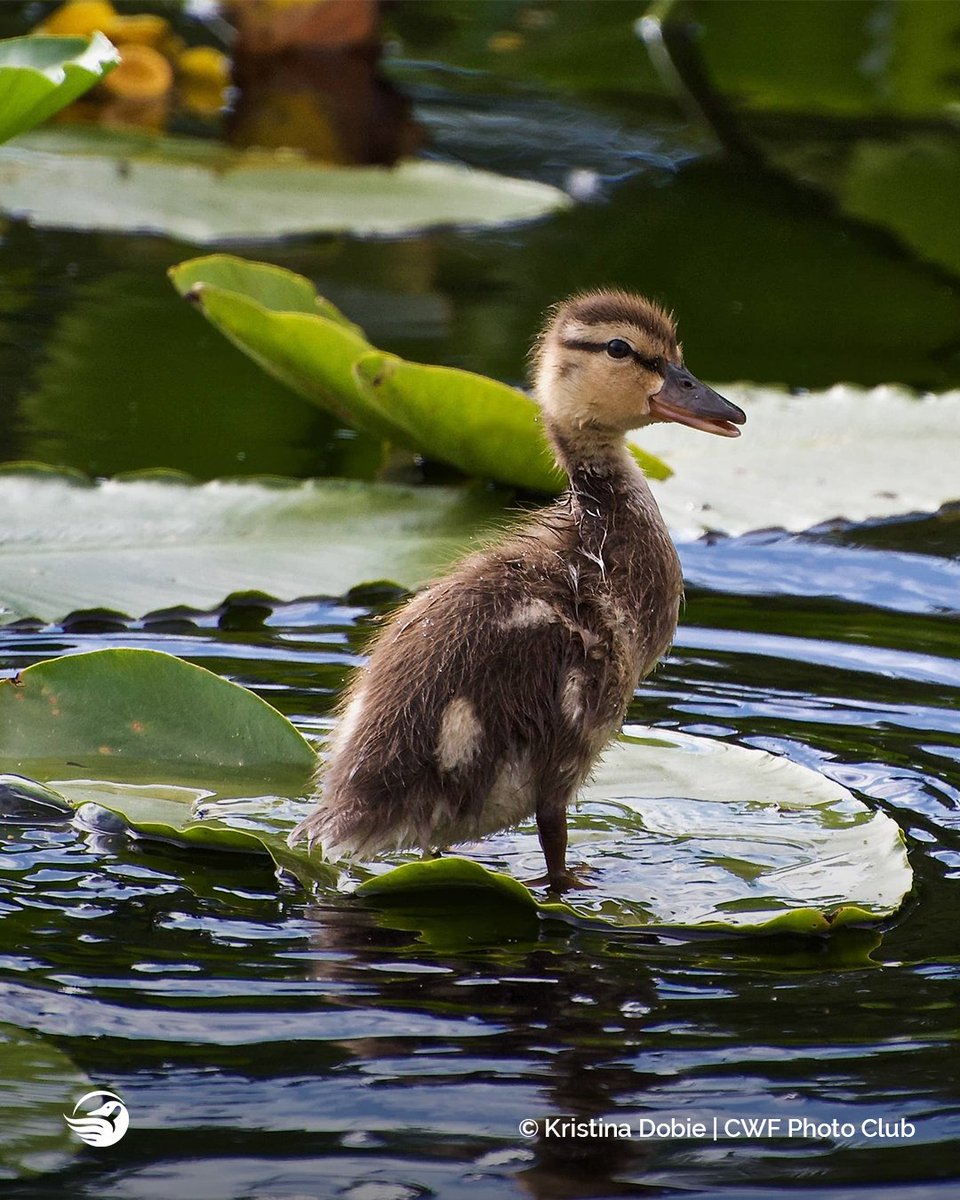 CWF_FCF's tweet image. 📣Calling all nature lovers &amp;amp; photographers!

The #ReflectionsofNature Photo Contest has officially begun, and we can’t wait to see what you have instore for this year! 👉ow.ly/CEPe50Kgh4k

📅Contest will run from  August 1st - October 31st.