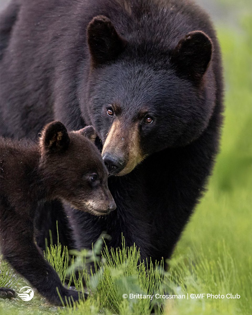 CWF_FCF's tweet image. 📣Calling all nature lovers &amp;amp; photographers!

The #ReflectionsofNature Photo Contest has officially begun, and we can’t wait to see what you have instore for this year! 👉ow.ly/CEPe50Kgh4k

📅Contest will run from  August 1st - October 31st.