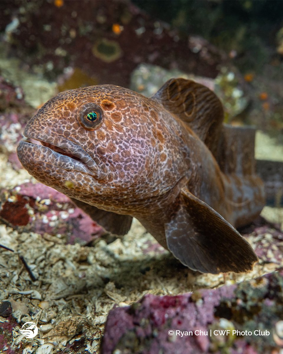 CWF_FCF's tweet image. 📣Calling all nature lovers &amp;amp; photographers!

The #ReflectionsofNature Photo Contest has officially begun, and we can’t wait to see what you have instore for this year! 👉ow.ly/CEPe50Kgh4k

📅Contest will run from  August 1st - October 31st.