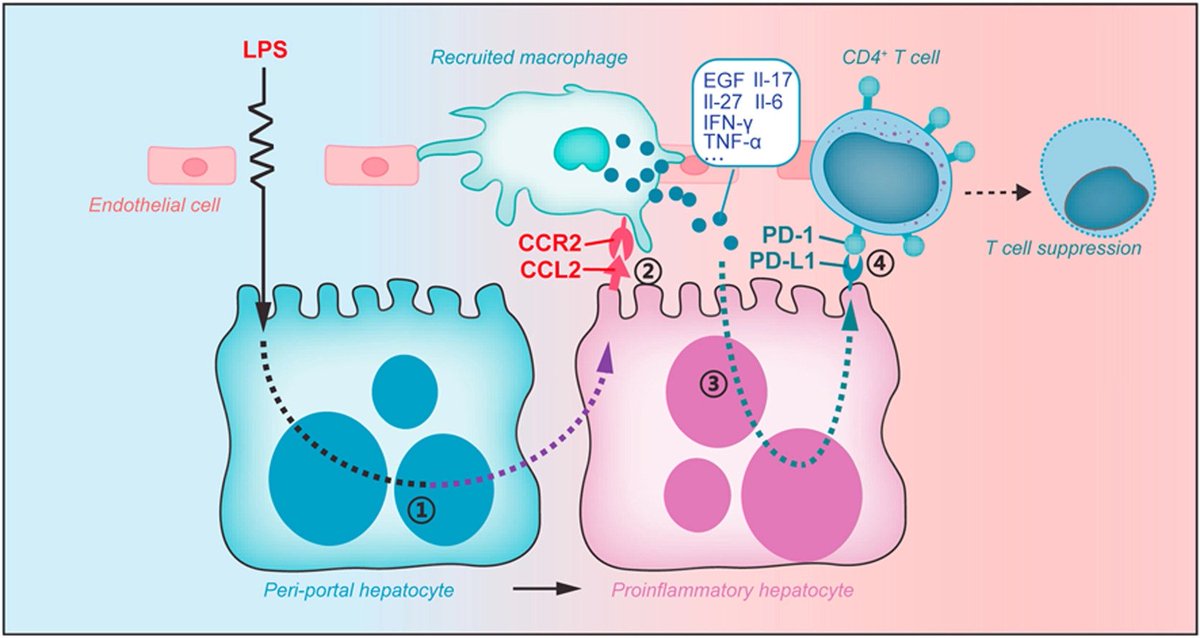 The periportal zone of hepatic lobules ➡️essential role in emergence of #endotoxemia-associated #liverinjury Reprogramming of #hepatocytes into a proinflammatory subpopulation ➡️key in endotoxemia-induced #immuneresponse 🔓#OpenAccess at👉bit.ly/36nxYul #LiverTwitter