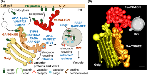 FEBS_Letters's tweet photo. ✳ Review🌱Plant #endosomes as #ProteinSorting hubs
🖊Marisa Otegui & team @UWMadison @UWBotany
➡https://t.co/bcuQvbccyF
#Golgi #membranetrafficking #plantbiology #vesicles https://t.co/gmrsBaLA0z