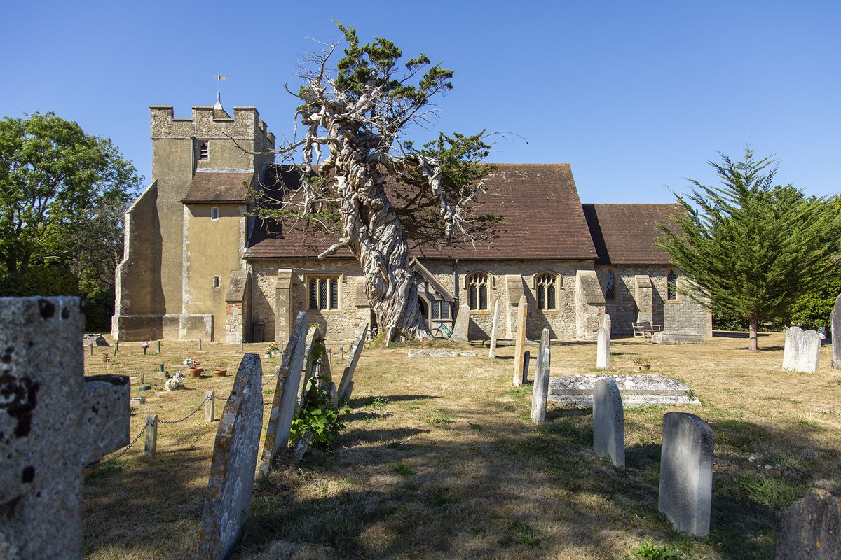 I visited the Birdham Cypress yesterday as my quest for #greaturbantrees continues.
What an amazing tree, said to have been planted by a returning crusader in the middle ages. Looks very old indeed.