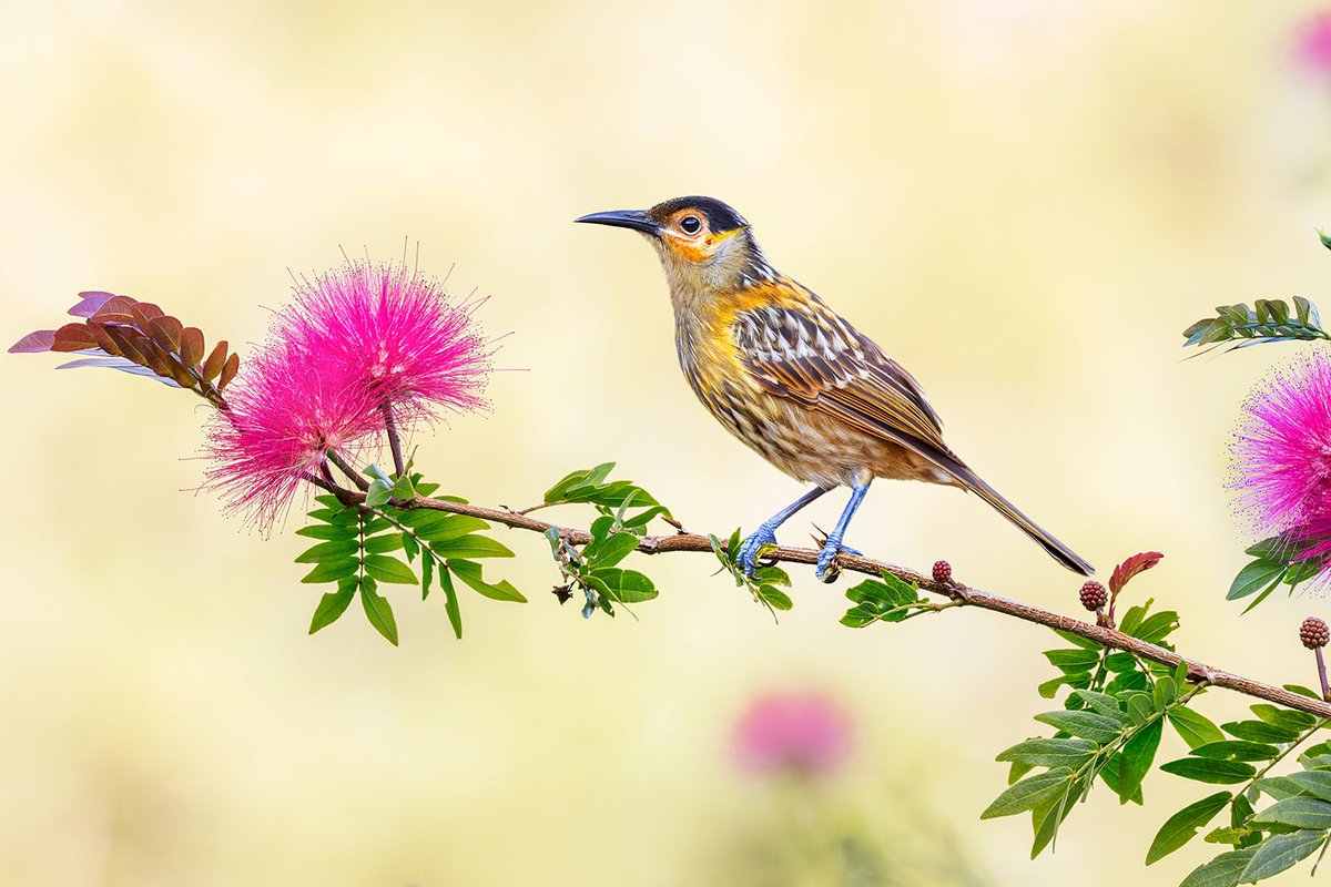 Jan Wegener tweet media