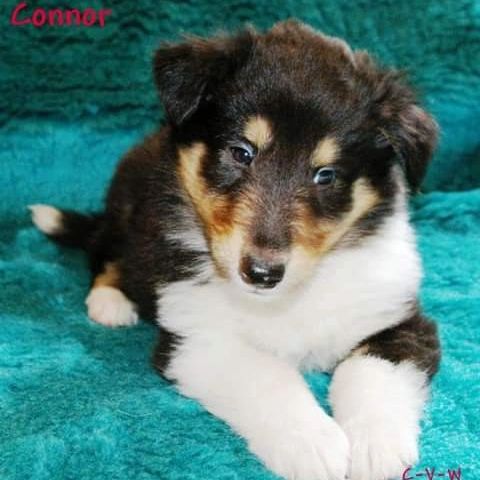 A few hours ago you took your last breath.. Thank you for all those nice memories and moments we had. I love you.. you were the best dog one could imagine and truely a best friend. Rest in Peace Connor. 
22.03.2009 - 11.08.2022~