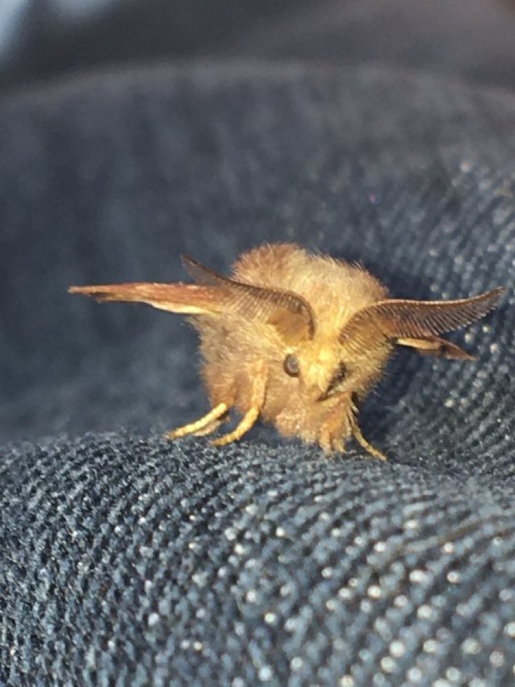 Daily Moths (@moths_daily) on Twitter photo 