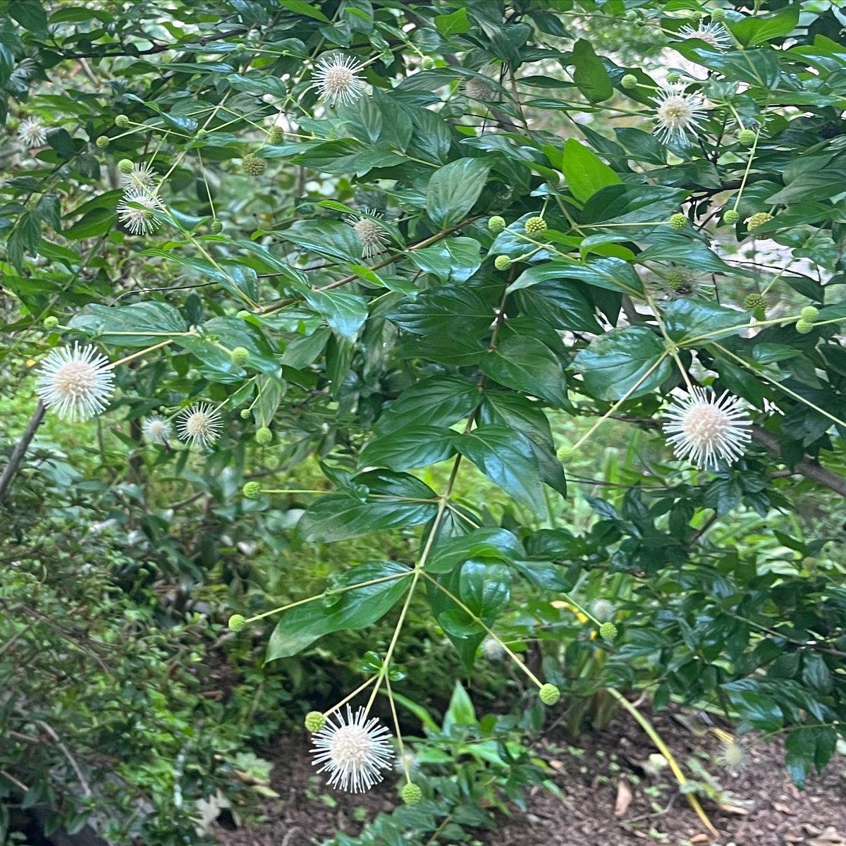WDCGardener's tweet photo. Buttonbush (Cephalanthus occidentalis) is a native shrub with unique flowers. If you like the mid-century modern look, this shrub is for you! #gardendc #Buttonbush #dmv #Cephalanthusoccidentalis #summerflowers #floweringshrub #midcenturymodern https://t.co/xK6E7THzyt