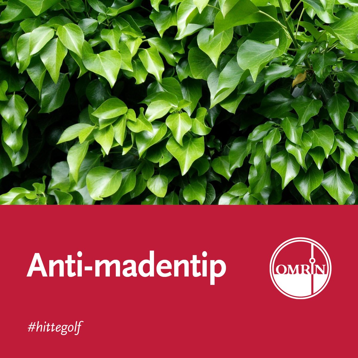 ♻️🪱 | Omdat ‘ie nog wel eens van pas wil komen met warme dagen als deze, gooien we de tip tegen maden er nog maar eens in:

Doe een paar takken klimop🍃of lavendel in je container. Na een paar dagen verdwijnen de maden, klimop is giftig voor deze beestjes.

#hittegolf #hitteplan