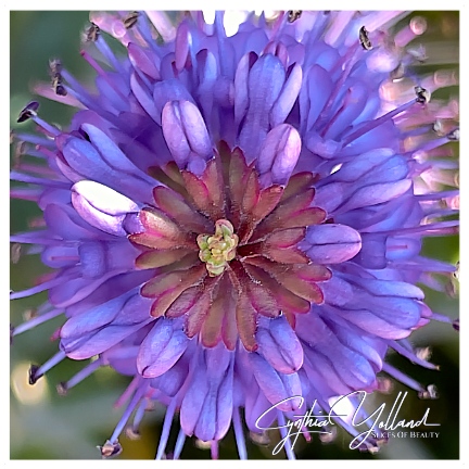 CynthiaYolland's tweet image. Smallest Window
⁠
A very small Devil. A Devilsbit. But I had to stop and breathe in the colors! ⁠
⁠
#devilsbit #summerflowers #purple #slicesofbeauty
