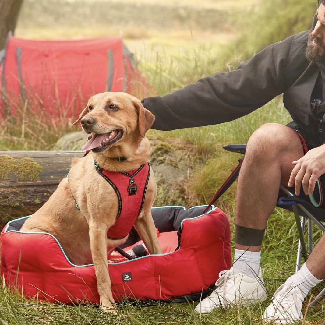 BatteryRP's tweet photo. The perfect way to end the day after a long day running through the forest ⛺✨

📸 @PetsatHome 

#PetsAtHome #Dog #Puppies #Pets #BatteryRP #Birmingham https://t.co/hkWgCgDBy7
