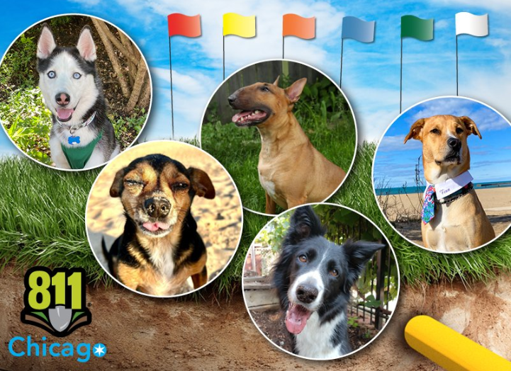 PeoplesGasCHI's tweet photo. Today, 8/11, is #811Day! We'll be outside @lincolnparkzoo's West Gate (2200 N. Stockton), 9a-noon, highlighting the importance of dialing 811 before doing any digging projects. We'll have safety demonstrations and announce which of these pups is our new safe digging ambassadog! https://t.co/L5E0orLybN