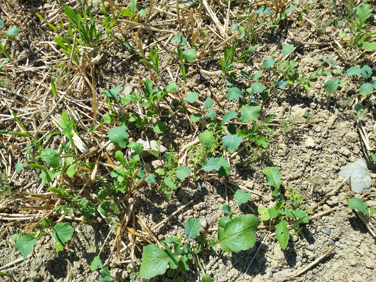 MauriceDeasy's tweet photo. Cover crops flying along, very important not to leave to soil naked @BaseIreland #covercrops #diversity #soilhealth #rootexudates https://t.co/0VVP04hUuV