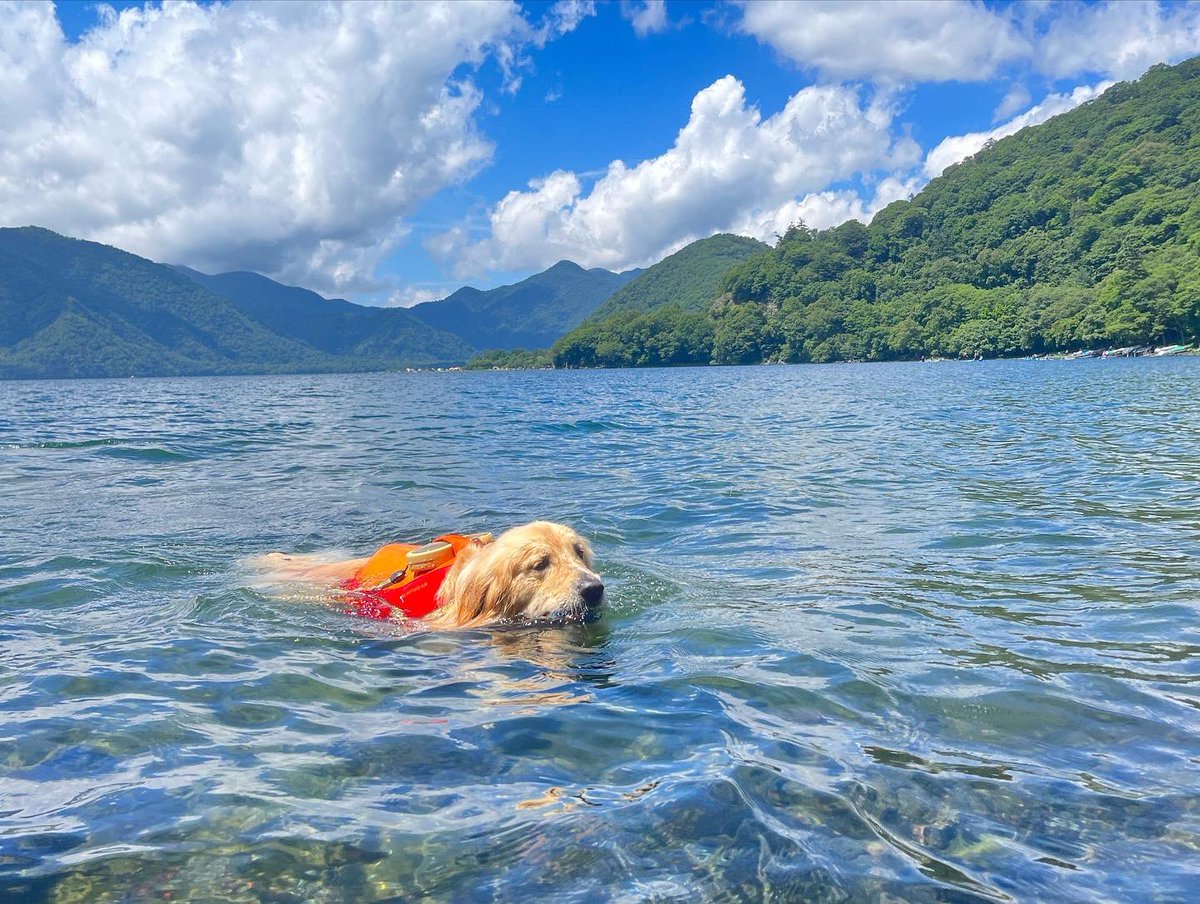 supをしに行ってきました〜🐶

天気も良くて、最高な1日だった✨

サニーも慣れてくると、楽しそうに乗ってて嬉しかった☺️
途中にはカモ親子🦆にも会えました🥰

でも、supよりボールの方が好きみたい😅早く投げろと吠えが止まらない🤣

また行こうね🥰