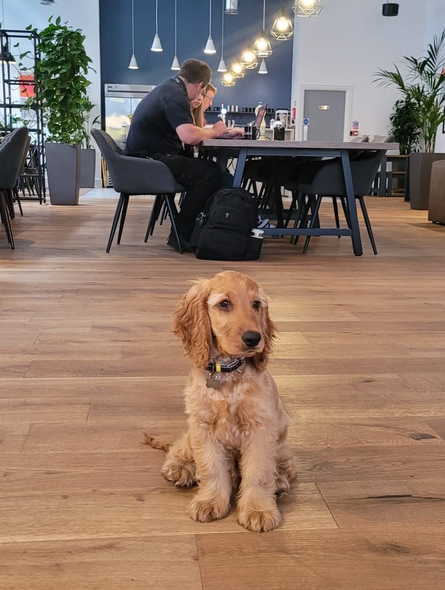 cubowork's tweet photo. How adorable is AlphaGeek office dog! Everyone meet Winston 😍🐶
#officedog #dogfriendlyoffices #derby #alphageek #dogs #coworking https://t.co/KDvHfaFwBv