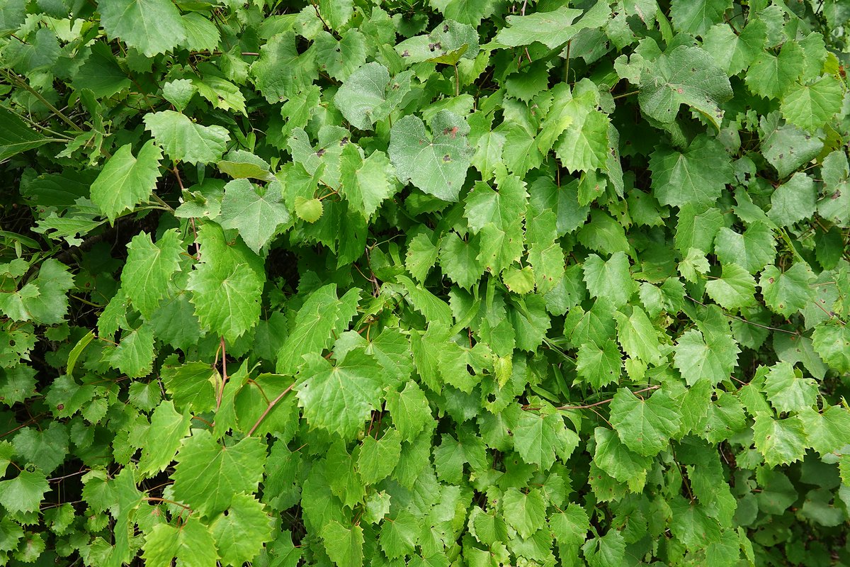 National Forests in FL tweet media