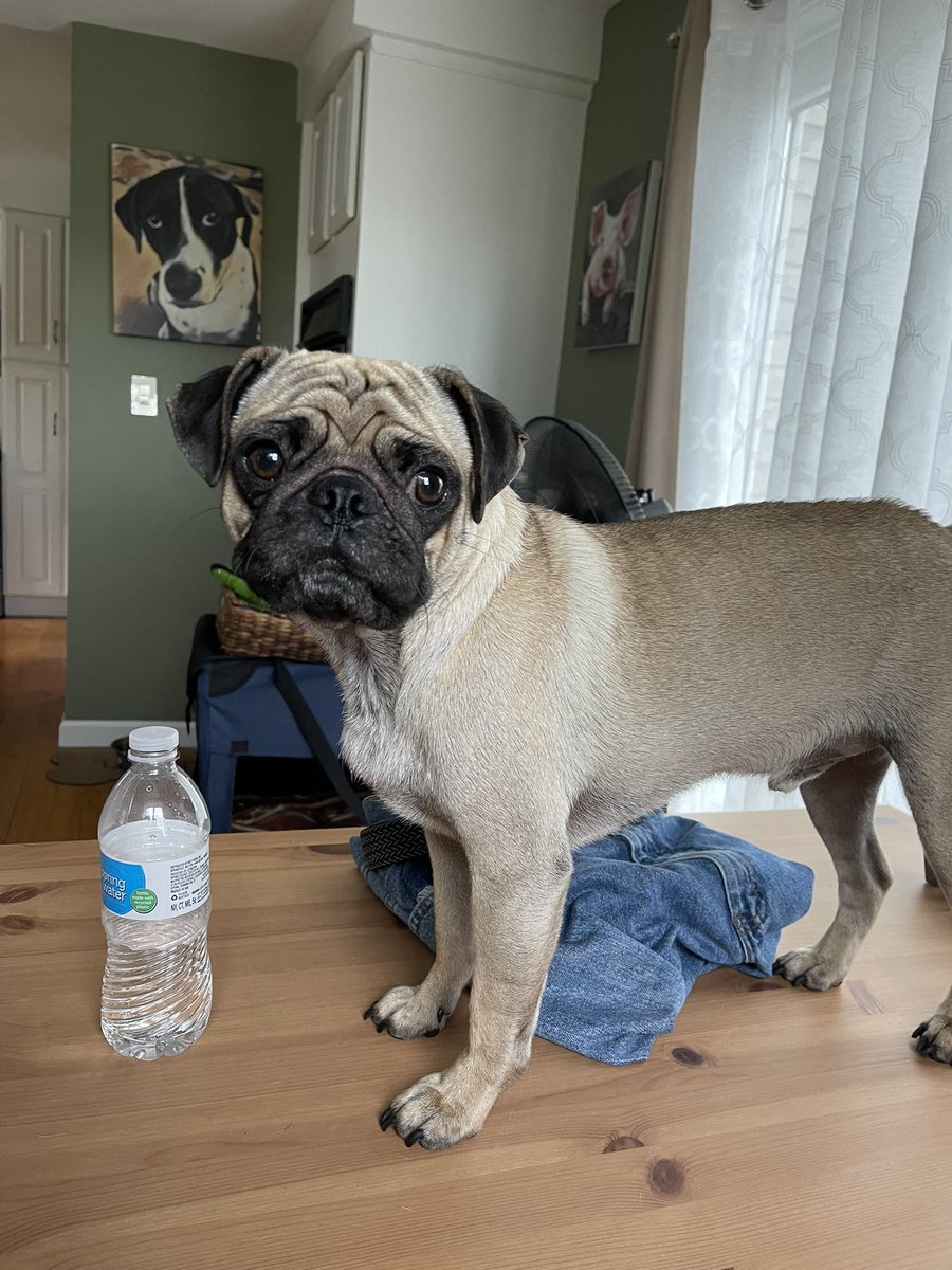 Elliott (who traveled over the Rainbow Bridge a year ago) is not impressed with you walking on the table, Hendrix 🧐🐶😆💕 #BadPug #DogsofTwittter #puglife #dogs