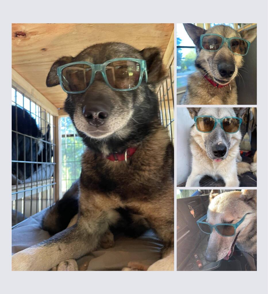 Jucketteracing's tweet photo. Looks like it will be a sunny day at work today with the MIDOG crew!!! Visit soon as Aubrey has to head back to school shortly….  #jucketteracing #sunshine #dogsofinstagram #SledDogs #snowdog #summervibes #michigan #SupportSmallBusiness #michiganuppe… https://t.co/92evo9nvEX https://t.co/3CF1O1yBvp