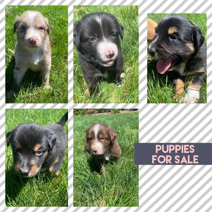 We have puppies for sale!  Purebred Australian Shepards. 5 left to go. They will be ready labour day weekend to take home. We will vet check them with shots.  DM me for more details!