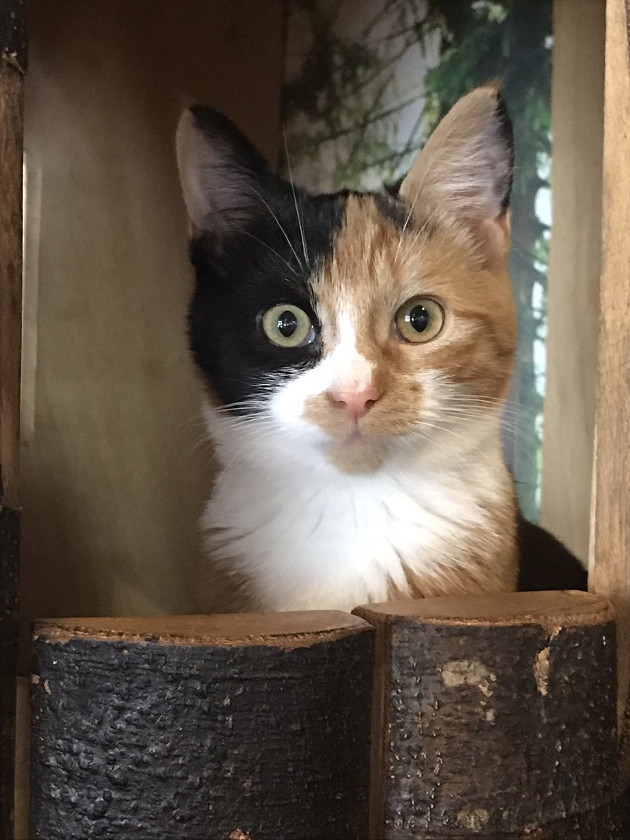 We have fallen in love with this little  Cinnamon cat <a href="/KittyCafeUK1/">Kitty Café</a> in Nottingham today! Please can we adopt her??? She would be pampered here with us!