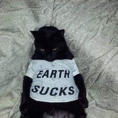 ShowYourCat's tweet photo. https://t.co/RptjtQS957