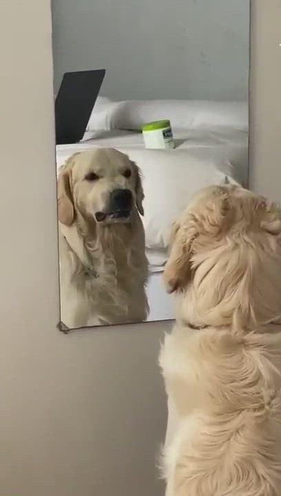 animalitos gorditos tweet media