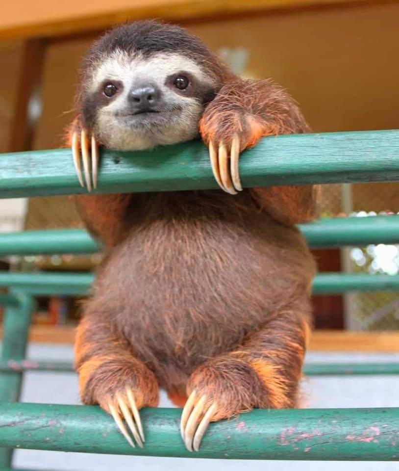 Rincón Curioso tweet media