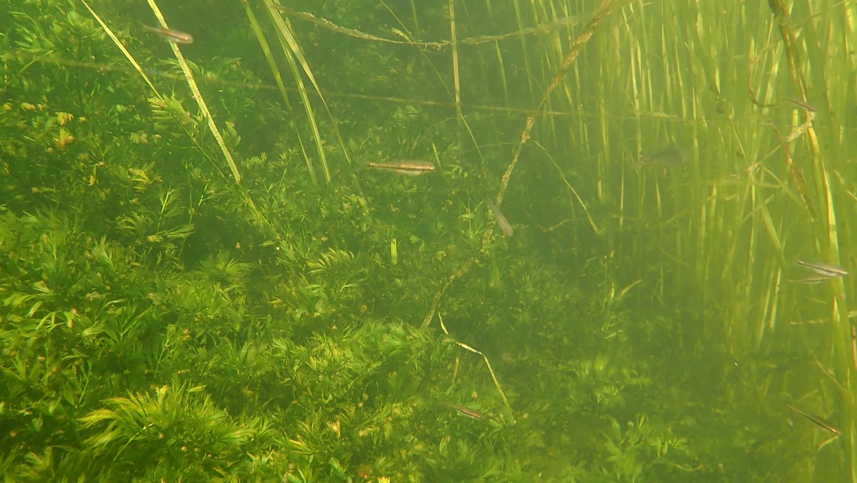numenini's tweet photo. A dominant plant of the River Little Ouse above Brandon is Arrowhead - here are flowers above & below water. Also plenty of River Water Dropwort.
Not sure who this broad strap-shaped leaf belongs to - there was a little bit of it? #WildflowerID. #Wildflowerhour #LittleOuse 6/7 https://t.co/FZetrjidt1