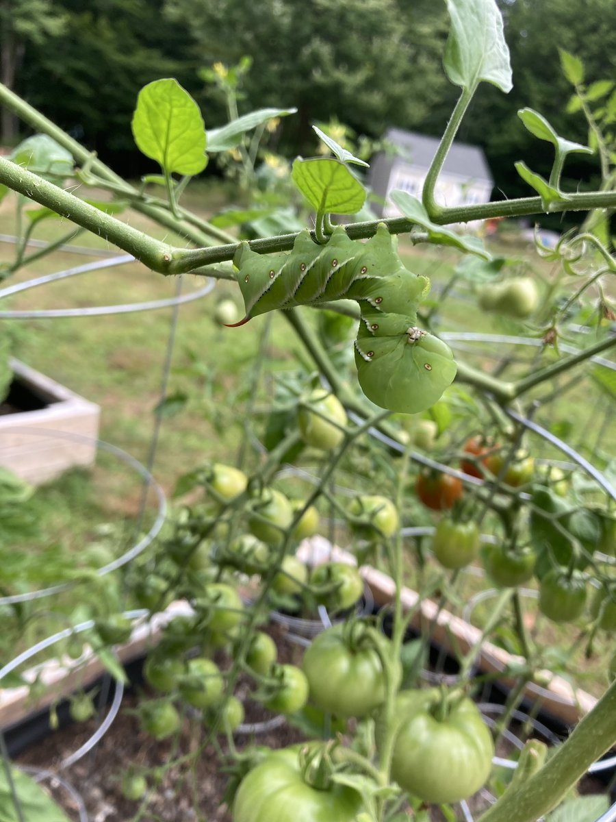 Came home from #PlantHealth2022 to find huge tomato hornworms in my garden…..I think I need to do another “how to scout” session with my partner. 😂