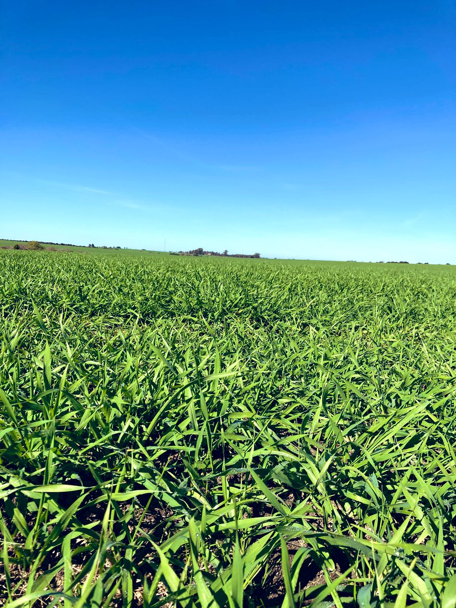 Cebadas por Colonia.
Muy buenos cultivos!

<a href="/Agroterra/">Agroterra</a> 
#barley 
#cebadacervecera
🌾🔀🍻