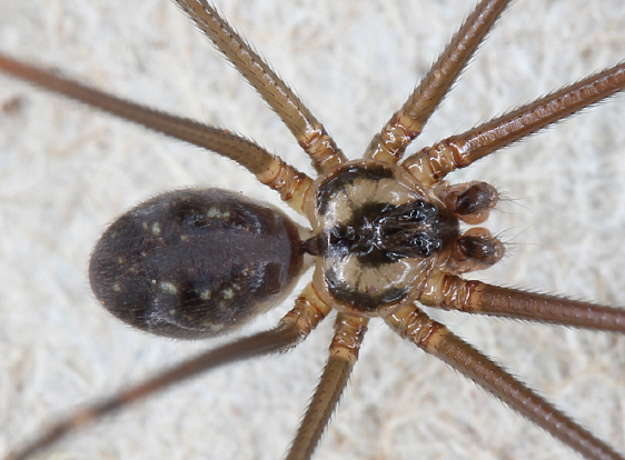 ArachnoTrAC's tweet photo. Huber &amp; Acurio (2022) presented new faunistic data on pholcid spiders from Galápagos Islands, focusing on introduced species and their relationship with the decline/disappearance of two native species!

More at: https://t.co/rbzu1CmJ6m https://t.co/rIZfSbSyDm