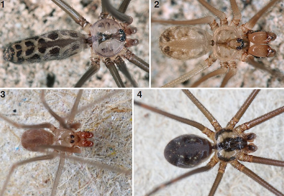 ArachnoTrAC's tweet photo. Huber &amp; Acurio (2022) presented new faunistic data on pholcid spiders from Galápagos Islands, focusing on introduced species and their relationship with the decline/disappearance of two native species!

More at: https://t.co/rbzu1CmJ6m https://t.co/rIZfSbSyDm