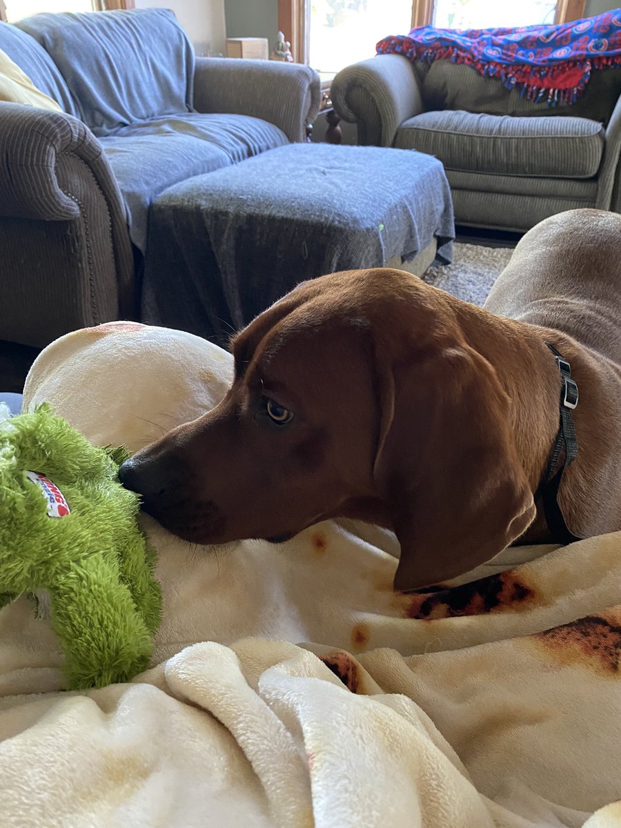 AngieCentralFS's tweet photo. With guest appearances from Mr. Duck and Soft Boy Gator #coonhound #puppylove https://t.co/d1DbRmHLZX