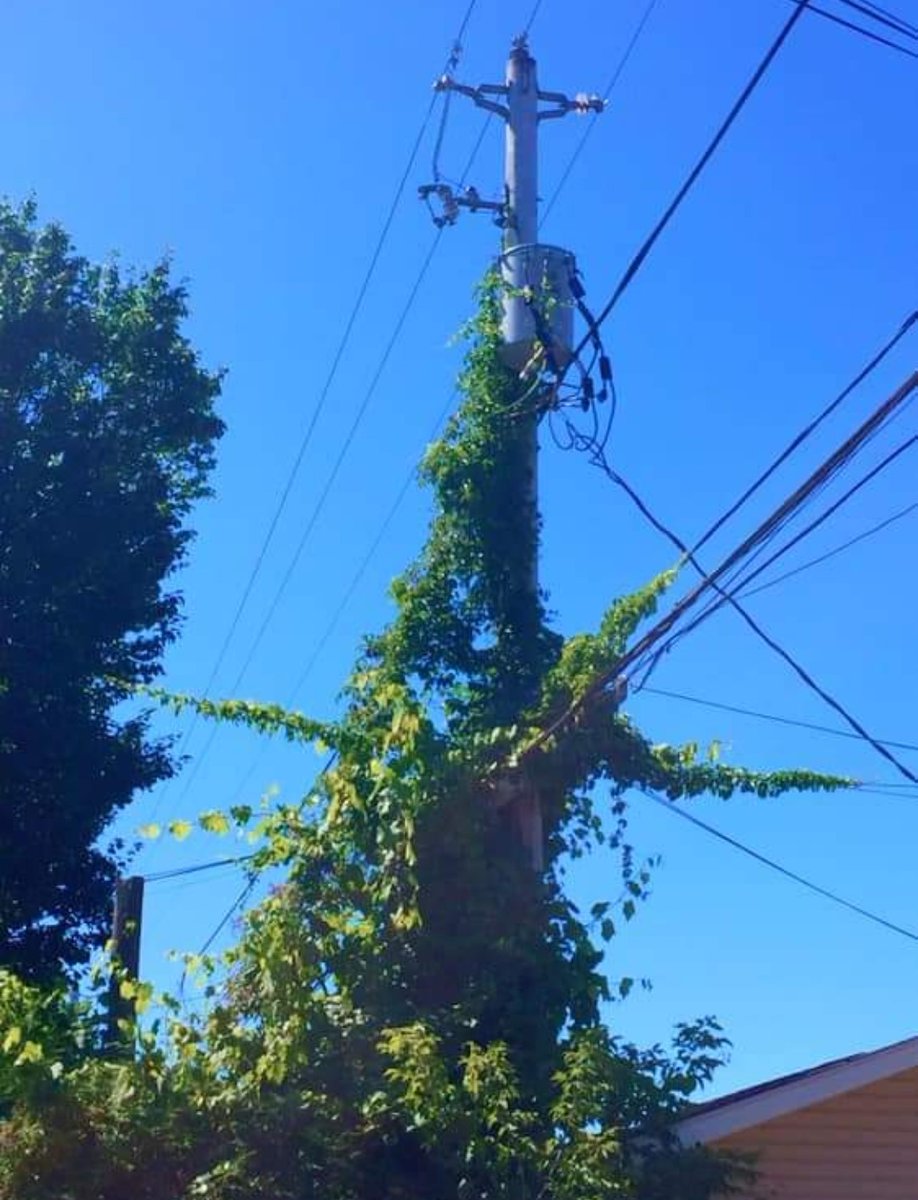 Vines can be beautiful but when they climb hydro poles, they create a safety hazard. If you see vines wrapped around hydro lines GSH customers can call 705-675-7536 in Sudbury - 705-753-2341 in West Nipissing. 

Our crews are dealing with the pictured situation today. Thank you!