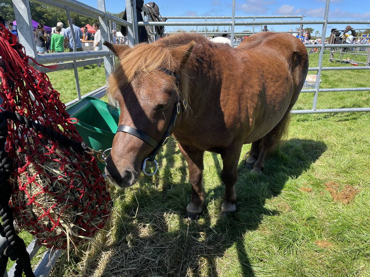 iainile's tweet photo. More Islay Show… #islay #islayshow https://t.co/znEcH4rrVy