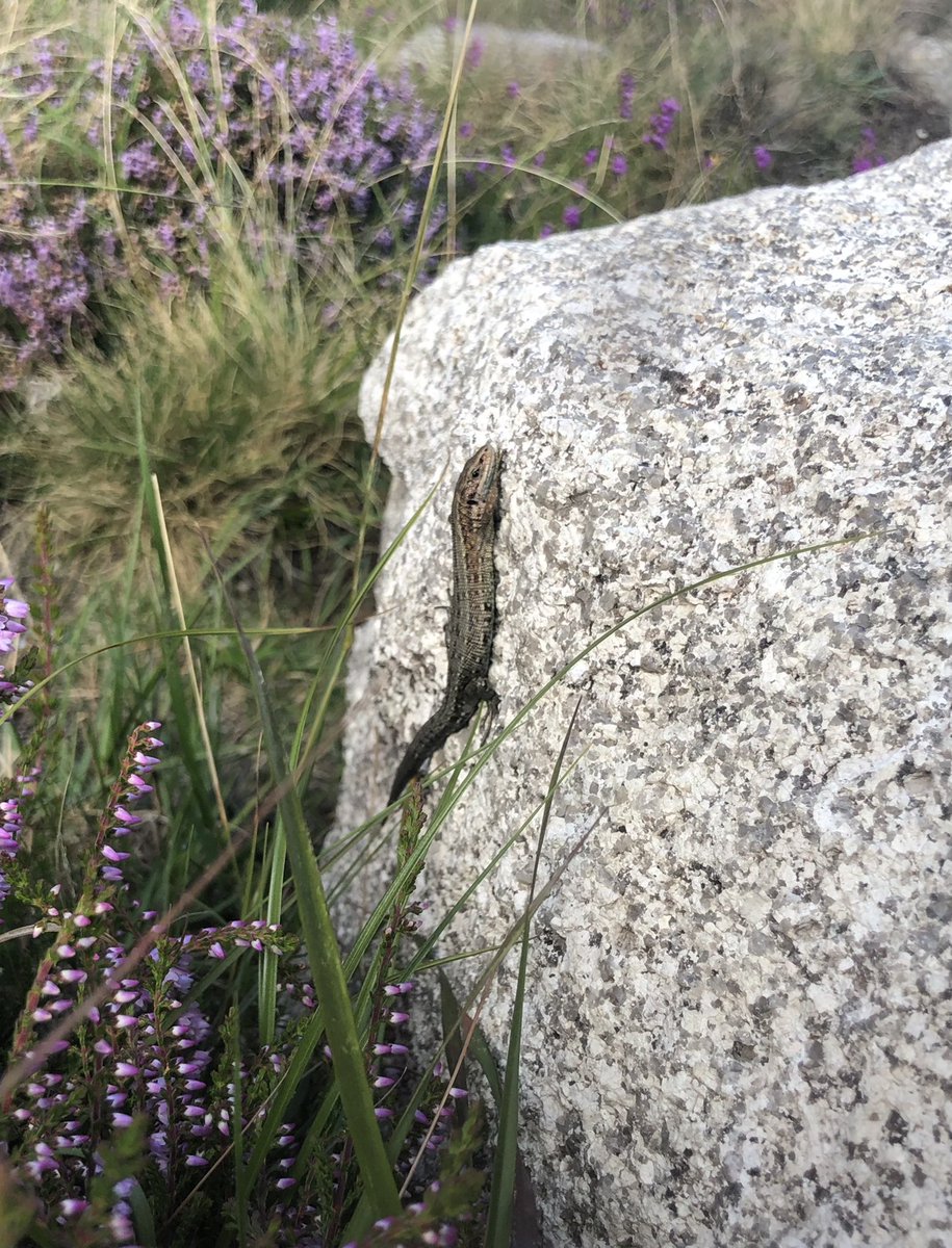 Mournes National Trust tweet media