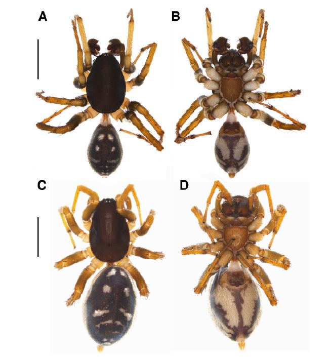 ArachnoTrAC's tweet photo. Martínez et al. (2022) described and illustrated a new spider species of the genus Tenedos (Zodariidae) belonging to the recently-revised barronus group of species! This species is now known from the Cesar department, northern Colombia!

More at: https://t.co/rbzu1CmJ6m https://t.co/xcw6t93KRw