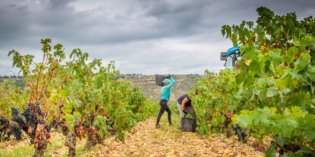 ¿Sabes quiénes fueron los primeros en recoger las uvas del viñedo y pisarlas en un cubo de madera? Mucha gente cree que fueron los griegos, pero no fue así. Descubre 'La vendimia, un singular paseo por su historia'.