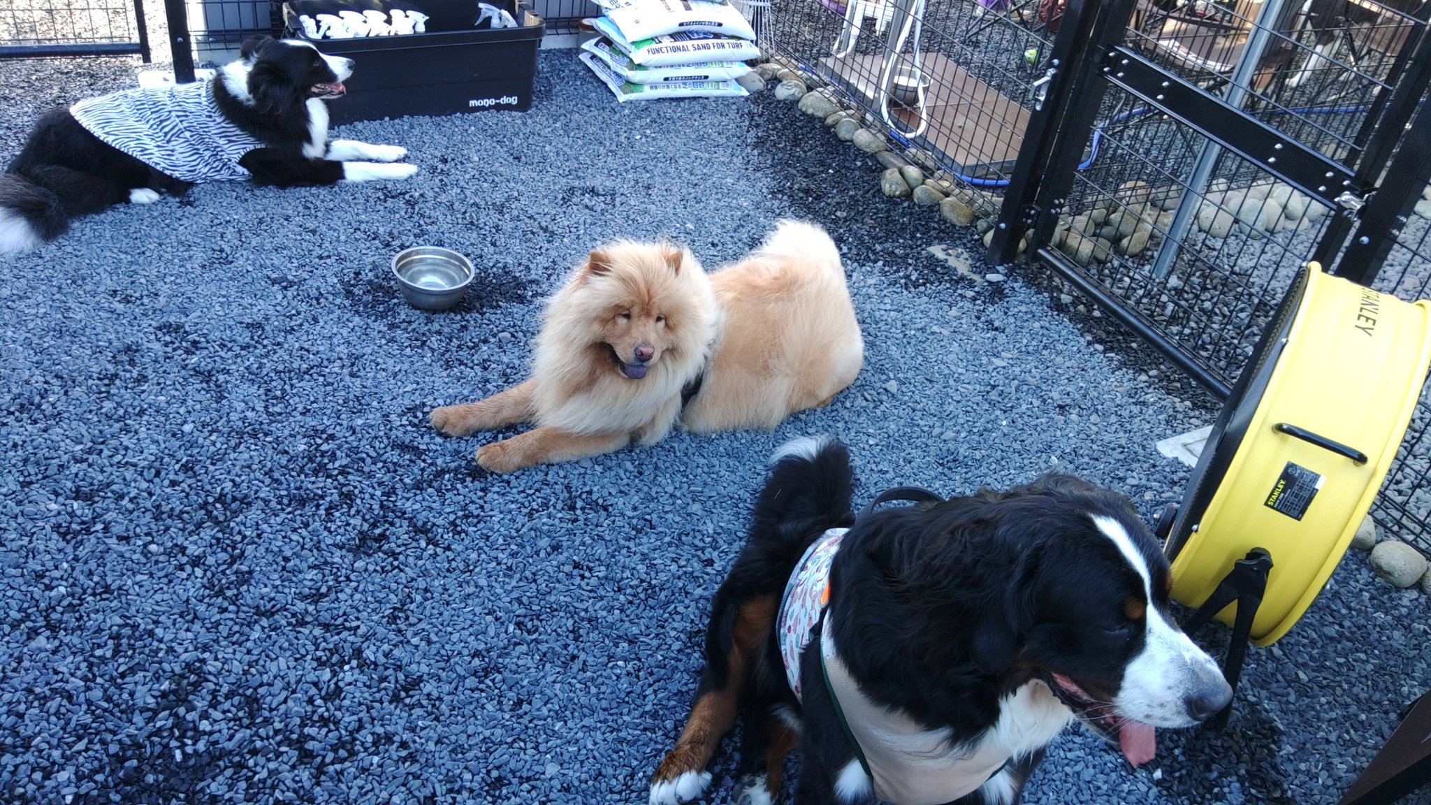 うす 扇風機と看板犬たちと犬 チャウチャウ T Co Fv1py5ahiq Twitter