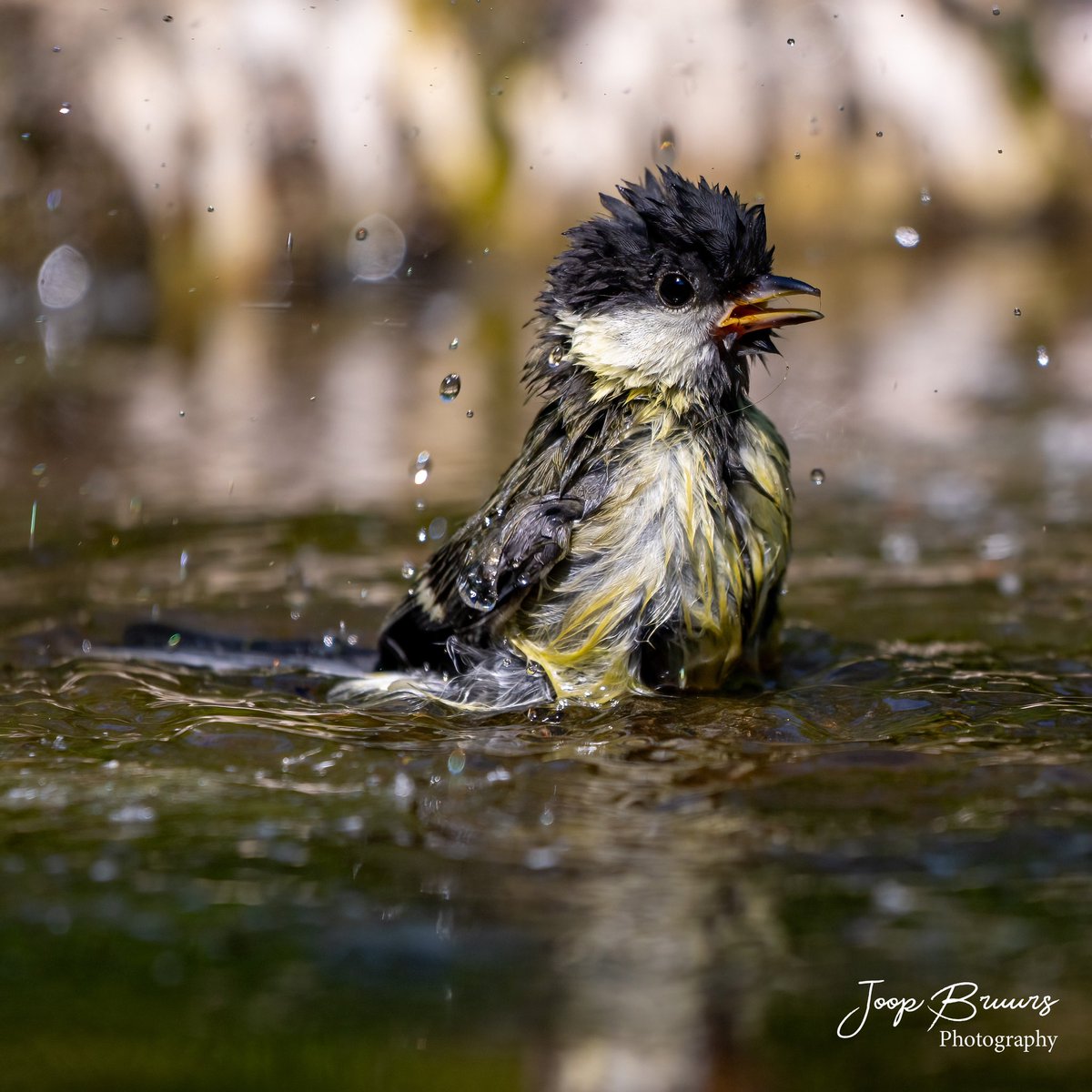 Er niets boven een heerlijk verfrissend waterbad.