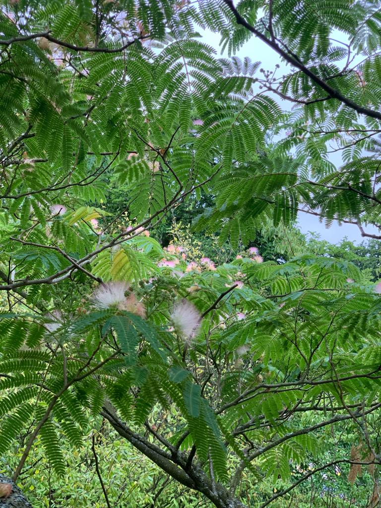NymansNT's tweet photo. "The Albizia Julibrissin Rosea, also know as the Persian Silk tree, has a delicate sweet scent and is one of the last trees to put on leaves each year." ~ Dom, Garden Team. 

#persiansilktree #knowyourtrees #nymans #nationaltrust https://t.co/8JHChP8nbw