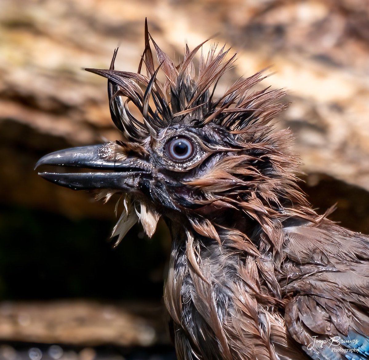 Deze gaai kwam enkele keren extra terug voor een waterbad te nemen.