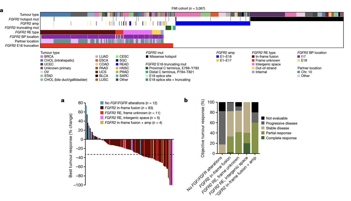 ArndtVogel's tweet photo. 🔥The evolving molecular landscape of FGFR2 alterations in cancer🔥
https://t.co/YnL0JACltX

✅SNVs, EIDs, REs ➡️ E18-truncation
✅most often in #cholangiocarcinoma
👉 loss of C terminus➡️FGFR2🔥⬆️
👉multiple 💊🎯,not all respond equally ->know your target!

@myESMO #LiverTwitter https://t.co/TLpU1sVx4W