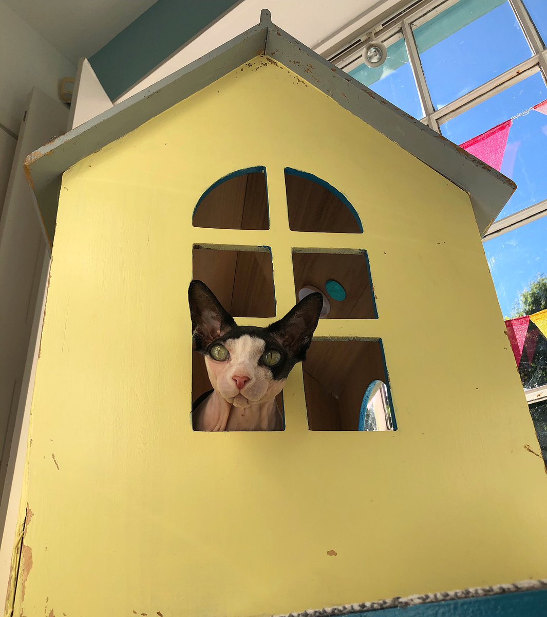 Welcome to my crib. Did you bring any cake? 🍰🏰

Image description: a side of a yellow wooden house with a window. A hairless black and white cat is poking her head through the window &amp; looking straight into the camera