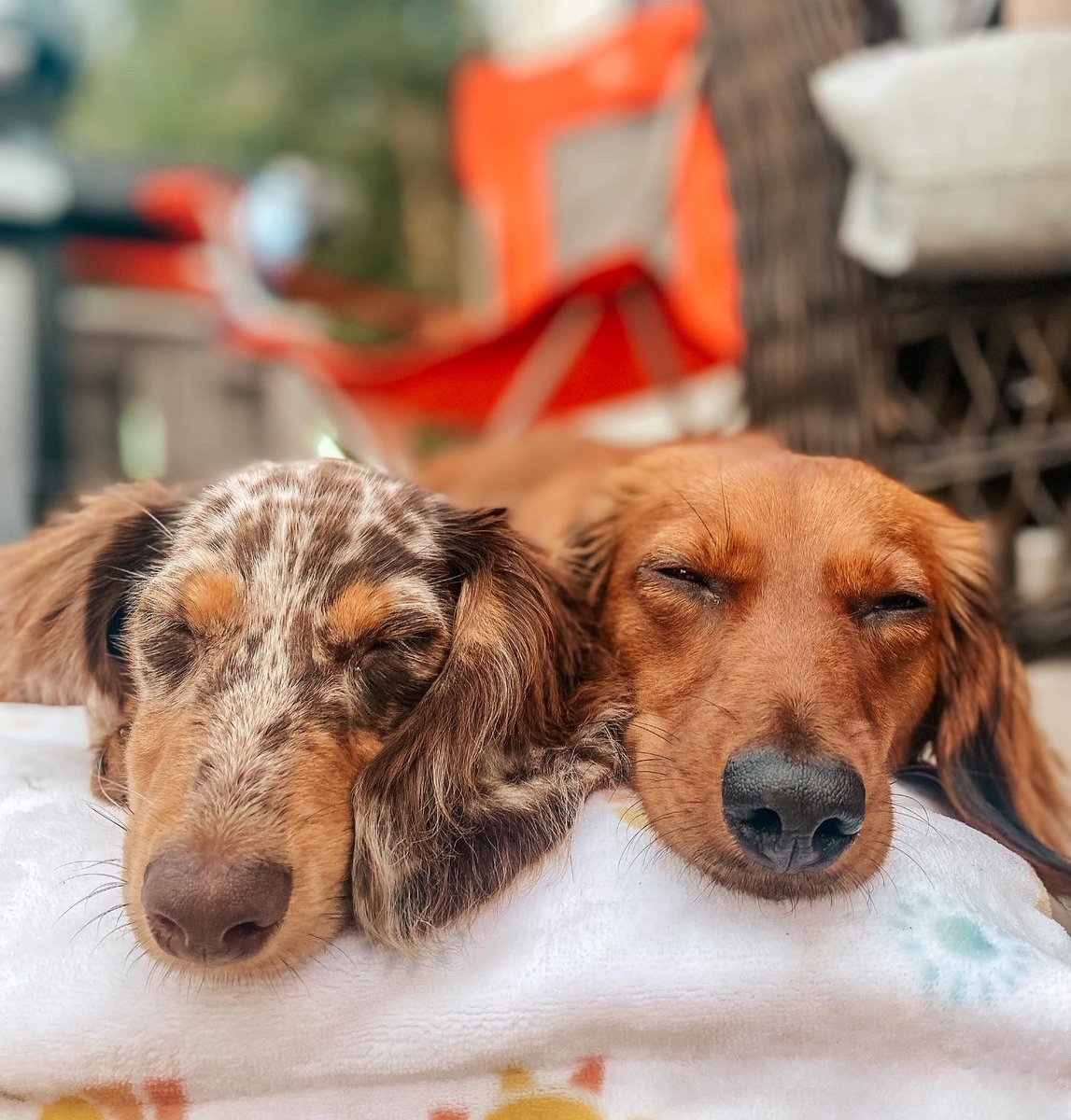 Sleepy weens 😴 #dogs #dogsoftwitter