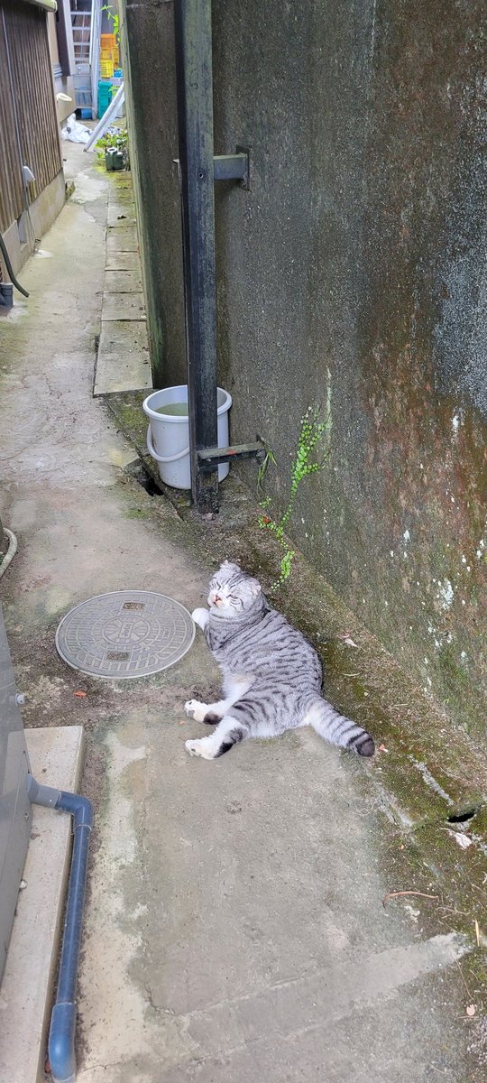 mb13579bm's tweet photo. 2022山の日
初めてパウパト見てテンション上がって山＝実家行ってこてつ猫の爪切って落ちてるこてつ猫にドッキリさせられて炎天下汗だく洗車して日本一大きなひまわり（6m20cm）見に行った
明日働いたらお盆休み🙌

#山の日
#実家
#たまには車
#洗車
#アウディ
#audi
#a3sb
#wakos
#ひまわり https://t.co/tg6zhOl4Vz