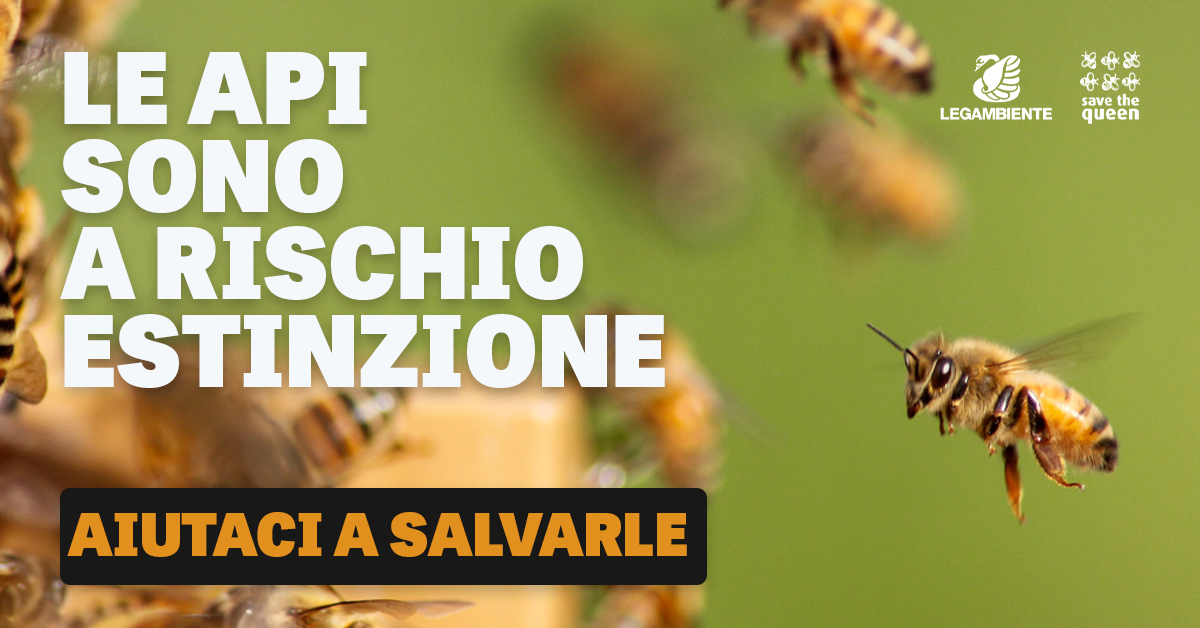 🐝Salviamo le api!
Le #api sono in pericolo, minacciate da crisi climatica, inquinamento e pesticidi. Negli ultimi 10 anni, sono scomparsi nel mondo 10 milioni di alveari, di cui 200.000 solo in Italia.

✍️Salvale con noi, firma qui >> attivati.legambiente.it/page/99857/pet…